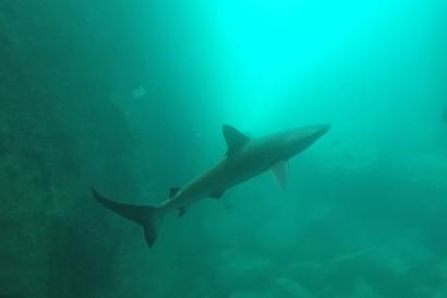 Black tip reef shark at Kicker Rock