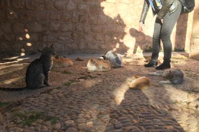 A group of cats sitting in the Andalusian gardens