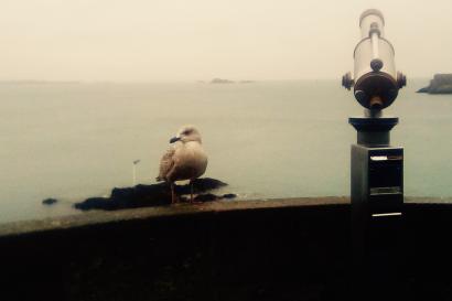 Seagull, telescope, and an ocean view