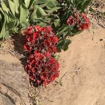 The Famous ¨Desert Flowers¨ of Chile's Atacama Region 1