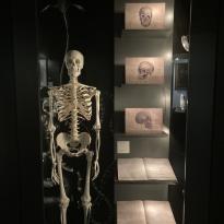 Skeleton exhibit at the Uniseum