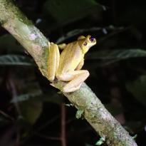 Frog on the night hike