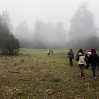 A misty forest with students walking