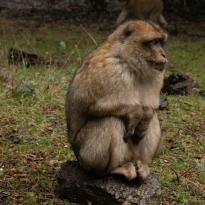 A monkey sitting on a rock