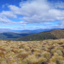 A panoramic view of yellow tussock in an alpine plain, with a large lake in the distance 
