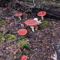 Bright red mushrooms with little white spots on a green and brown forest floor