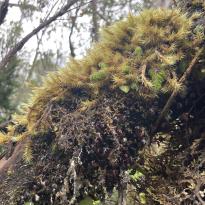 Moss growing on a branch