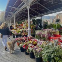 Bilbao Sunday flower market
