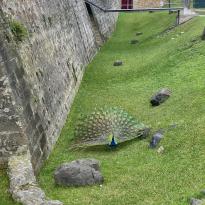 Peacocks on the castle grounds