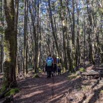 A few hikers walk down a track through a beech forest, with trees covered in moss lining the track. 