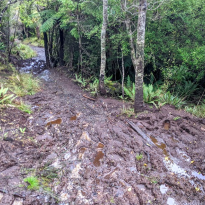A very muddy section of track with trees on each side