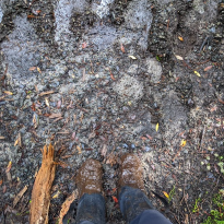 View from above of my tramping shoes and gaiters covered in mud, with another mud puddle in front of them