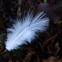 A bright white delicate feather close up, resting on some leaves and dirt 