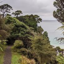A track disappears into thick bush, with a view of the ocean in the background 