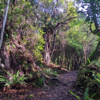 Thick bush with trees, vines, and ferns, with a tramping track through it