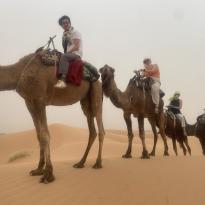 Four people riding Camels