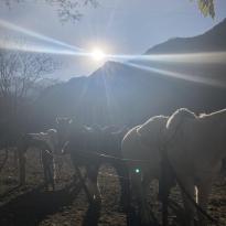 Horses grazing while the sun shines over mountains in the background