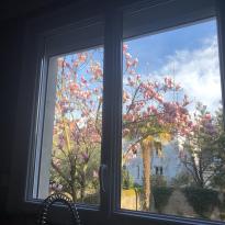 A picture of a magnolia tree out the window