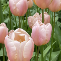 Pearl colored tulips