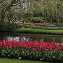 Tulips along the water