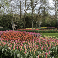 The curated tulip beds