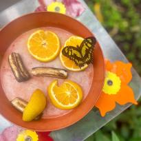 A butterfly on a circular tray with oranges next to it