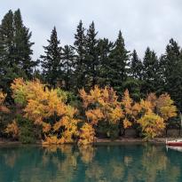 Bright blue water in front of trees with yellow leaves as well as darker green pines, and a small boat in the water