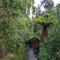 A small stream surrounded by greenery such as trees, ferns, and palms