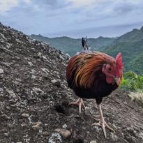 A chicken striding forward on a rocky surface, with rolling green hills in the background