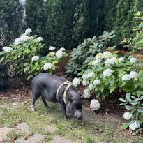 A pig in a garden