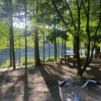 Image of bike and tall trees next to lake 