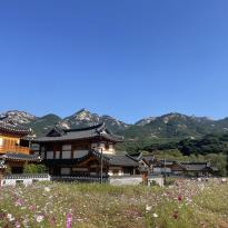 Image of a field of flowers, traditional Korean buildings, and mountain landscape 