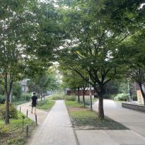 Image of tree-lined pedestrian street  