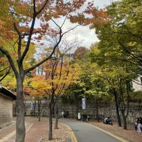 Image of pedestrian walking area surrounded by stone walls and red, yellow, and green trees 