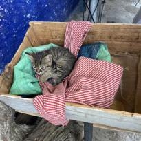 Small grey kitten in a basket