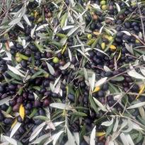 Photo of olives at an olive oil factory 