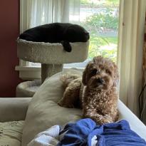A small, light brown poodle mix dog is lying down, his head up, looking straight ahead on the top cushions of a couch. Behind him, a large black cat is asleep in the top of his cat tree, positioned in front of a window. It is sunny outside.