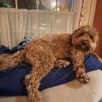 A light brown poodle mix dog, lying down on a blue blanket on top of a couch. He is looking at the camera, seeming confused.