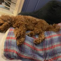 A small, light brown poodle mix dog sleeping on his side on top of a plaid-printed pillow.