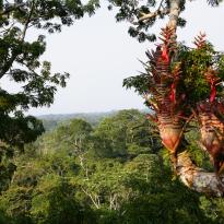 We went to watch birds in a tower 38 m high in the canopy of the amazon