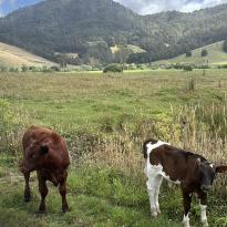 cute cows in a field
