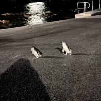 little penguins returning from fishing