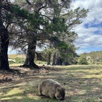 fluffy wombat on maria island