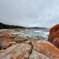 orange lichen on rocks