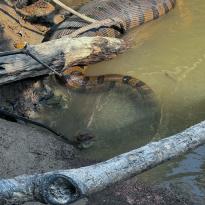 Green anaconda digesting recent meal on riverside
