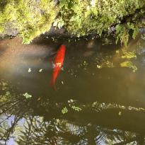 This photo shows a orange koi fish with green plants surrounding it.
