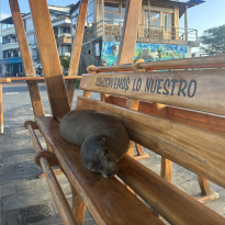 One of the many sea lions relaxing on the pier