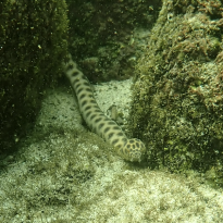One of the many species of eels that live in the Galapagos