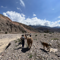 A photo of people walking along a river with llamas under the sun