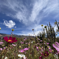 A closeup of flowers in front of a backdrop of the mountains